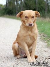 ANGELO, Hund, Mischlingshund in Slowakische Republik - Bild 18