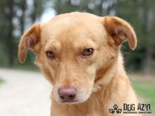 ANGELO, Hund, Mischlingshund in Slowakische Republik - Bild 20