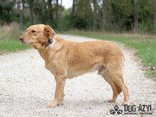 ANGELO, Hund, Mischlingshund in Slowakische Republik - Bild 21