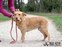 ANGELO, Hund, Mischlingshund in Slowakische Republik - Bild 22