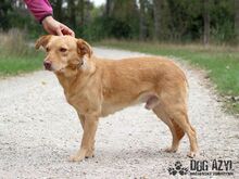 ANGELO, Hund, Mischlingshund in Slowakische Republik - Bild 23