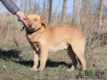 ANGELO, Hund, Mischlingshund in Slowakische Republik - Bild 5