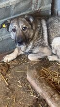 MONSCHI, Hund, Mischlingshund in Rumänien