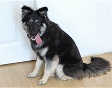 TARIA, Hund, Mischlingshund in Rumänien