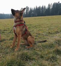 LANA, Hund, Malinois-Mix in Stuttgart - Bild 1