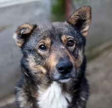 GREGS, Hund, Mischlingshund in Rumänien
