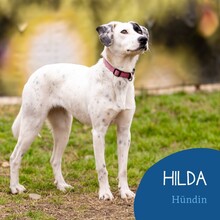HILDA, Hund, Mischlingshund in Rumänien