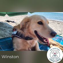 WINSTON, Hund, Mischlingshund in Bielefeld - Bild 1