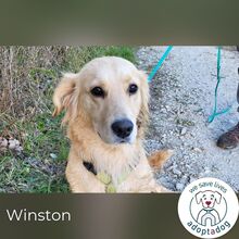 WINSTON, Hund, Mischlingshund in Bielefeld - Bild 5