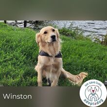 WINSTON, Hund, Mischlingshund in Bielefeld - Bild 9