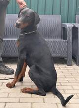 ENZO, Hund, Dobermann in Ungarn