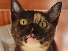 LINETTE, Katze, Europäisch Kurzhaar in Spanien