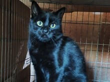 KASIMIR, Katze, Europäisch Kurzhaar in Spanien
