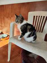 BRUNA, Katze, Europäisch Kurzhaar in Spanien - Bild 4