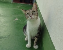 BRUNA, Katze, Europäisch Kurzhaar in Spanien - Bild 7