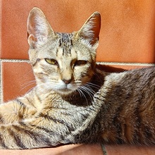 FLORENCE, Katze, Europäisch Kurzhaar in Spanien - Bild 1