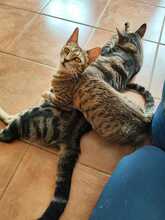FLORENCE, Katze, Europäisch Kurzhaar in Spanien - Bild 4