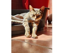 FLORENCE, Katze, Europäisch Kurzhaar in Spanien - Bild 5