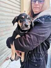 COCCO, Hund, Mischlingshund in Italien - Bild 11