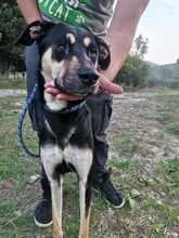 COCCO, Hund, Mischlingshund in Italien - Bild 3