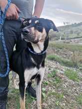 COCCO, Hund, Mischlingshund in Italien - Bild 4