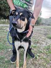 COCCO, Hund, Mischlingshund in Italien - Bild 5