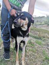 COCCO, Hund, Mischlingshund in Italien - Bild 6