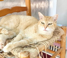 BISQUIT, Katze, Europäisch Kurzhaar in Spanien