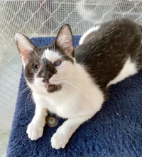 MARCELO, Katze, Europäisch Kurzhaar in Spanien