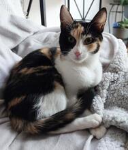 NATTY, Katze, Europäisch Kurzhaar in Spanien
