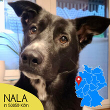 NALA, Hund, Mischlingshund in Köln