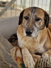 KATHI, Hund, Mischlingshund in Rumänien