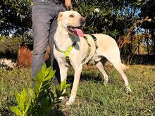 LAPO, Hund, Shar Pei in Italien - Bild 11