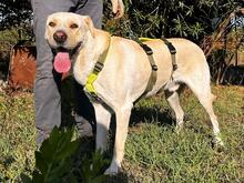 LAPO, Hund, Shar Pei in Italien - Bild 12