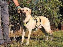 LAPO, Hund, Shar Pei in Italien - Bild 13