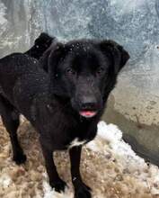 BELLA, Hund, Mischlingshund in Rumänien - Bild 1