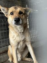 REX, Hund, Schäferhund Mischling in Rumänien