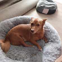 MARTY, Hund, Mischlingshund in Rumänien