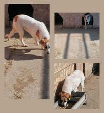 SANTOS, Hund, Mischlingshund in Rumänien - Bild 1
