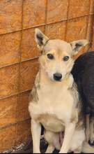 HOPE, Hund, Mischlingshund in Rumänien