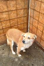 JAYJAY, Hund, Mischlingshund in Rumänien - Bild 3
