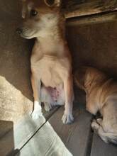 JAYJAY, Hund, Mischlingshund in Rumänien - Bild 5