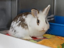 FRITZI, Hasenartige, Löwenkopfkaninchen in Hamburg