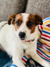 KIKI, Hund, Mischlingshund in Tutzing