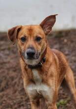 LENNY, Hund, Mischlingshund in Solingen