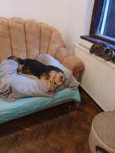 BARRY, Hund, Mischlingshund in Rumänien - Bild 4
