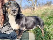LILLY, Hund, Mischlingshund in Rumänien