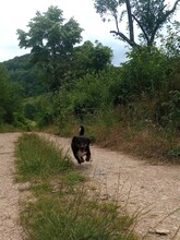 LILLY, Hund, Mischlingshund in Rumänien - Bild 10