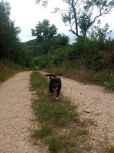 LILLY, Hund, Mischlingshund in Rumänien - Bild 11