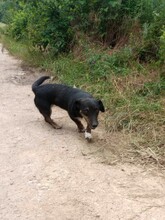 LILLY, Hund, Mischlingshund in Rumänien - Bild 12